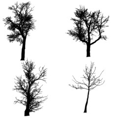 Vector silhouette of tree.