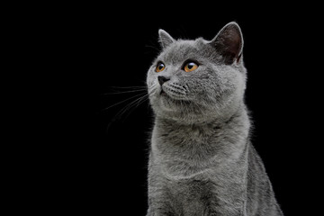 Fototapeta premium kitten on black background close up