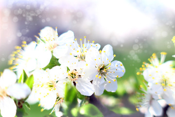 Background with blossom