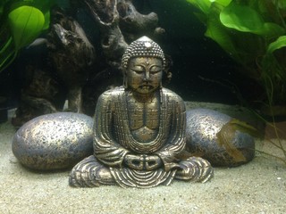statuetta di Budda sott'acqua