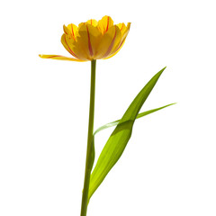 yellow tulip