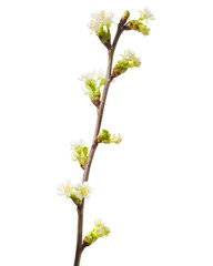 spring flowering branch
