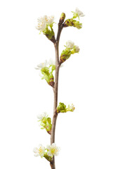 spring flowering branch