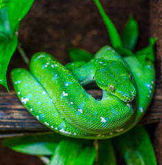 Green Snake