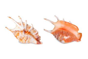Seashell, isolated on white. Vector illustration