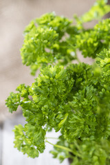 Parsley Plant (close-up shot)