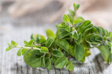 Oregano Plant on wood