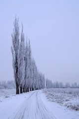 winter landscape with snow