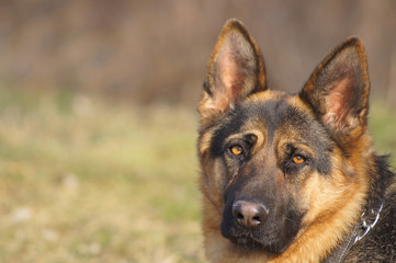 Shepherd dog