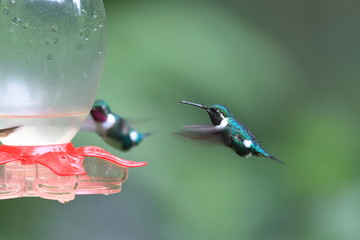 Obraz premium White-bellied Woodstar (Chaetocercus mulsant) in Ecuador 