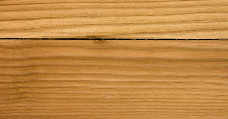 Struktura drewna © Zbyszek Nowak