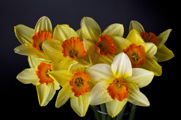Naklejka na ściany i meble Fresh blooming daffodils and a black background