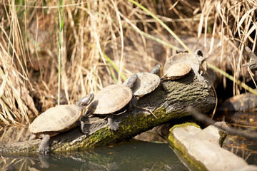Fototapeta premium Family of terrapin turtles in their natural habitat