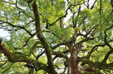 青蓮院のクスノキ