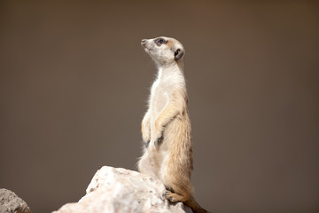A meerkat on rock