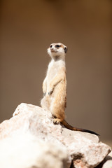 A meerkat on rock