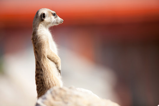 A meerkat on rock guards