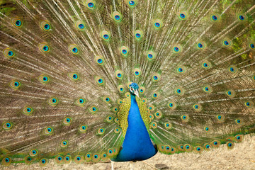 Naklejka premium Portrait of Peacock with Feathers Out