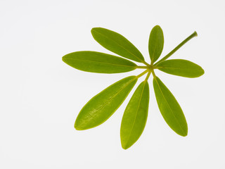 掌型のシェフレラ