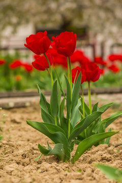fiew red tulip on color blurred background