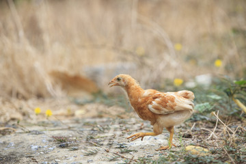 young chicken running in fileld