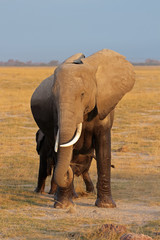 Obraz premium African elephant, Amboseli National Park