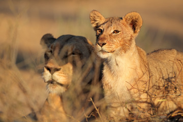 African lioness and cub, Kalahari desert