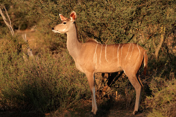 Female kudu antelope