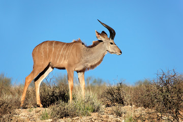 Kudu antelope, Kalahari desert