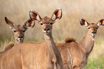 Kudu antelopes
