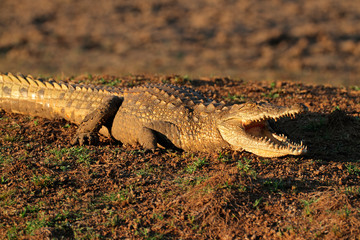 Nile crocodile with gaping jaws