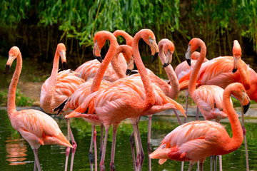 Flamingo& 39 s op het water