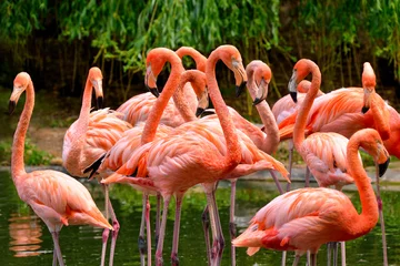 Tuinposter Flamingo Flamingo& 39 s op het water