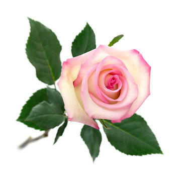 Aufgeblühte Rose in zarten Farben