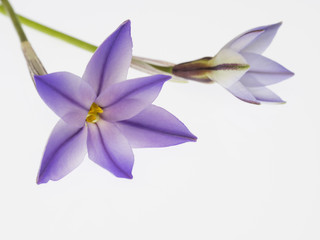 青紫の西洋甘菜