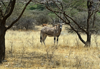 Oryx gazella