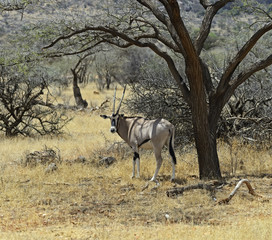 Oryx gazella