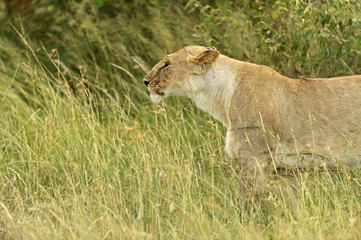 Lions Masai Mara