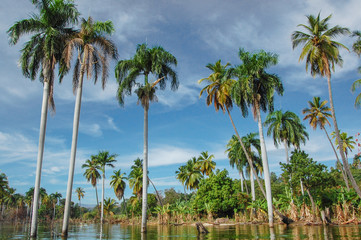 Plakat Coconut palms