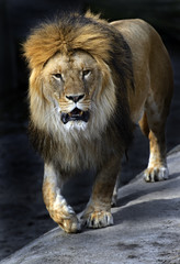 Fototapeta na wymiar Lion in a shroud