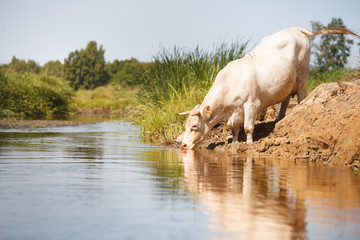 Eco farming, white cow drinking from river