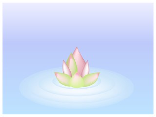 A Pink Lotus Flower on Blue Water