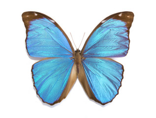 tropical butterfly Morpho menelaus