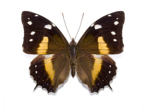 tropical butterfly Baeotus deucalion