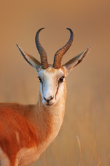 Springbok  portrait