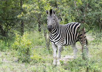 Fototapeta na wymiar zebra in the kruger national reserve