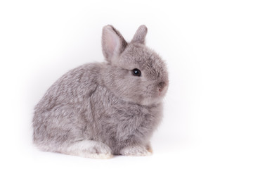 Orange rabbit bunny