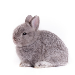 Rabbit bunny