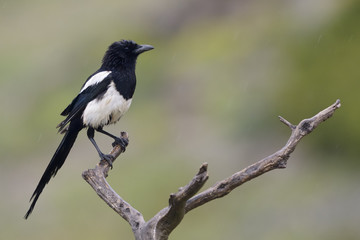 Magpie perched on a branch.