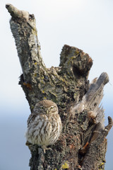 Little owl on a old tree.